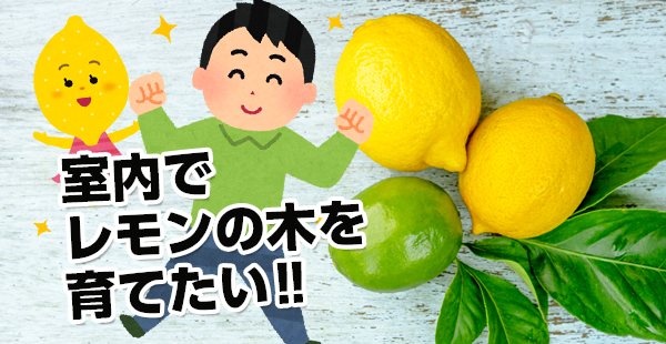 室内でレモンの木を育てたい 購入 植え替え編 Akasa Blog